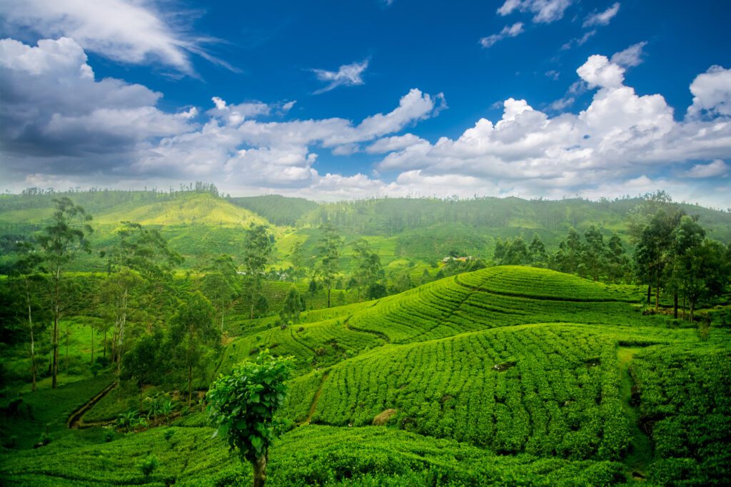 Nuwara Eliya